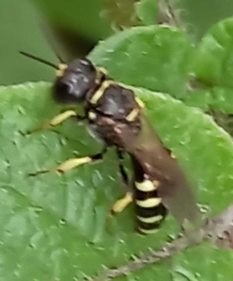 Ancistrocerus antilope